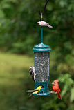 Squirrel Buster Legacy Squirrel-Proof Bird Feeder w/4 Metal Perches, 2.6-Pound Seed Capacity